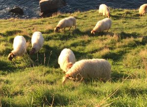 sheep's wool